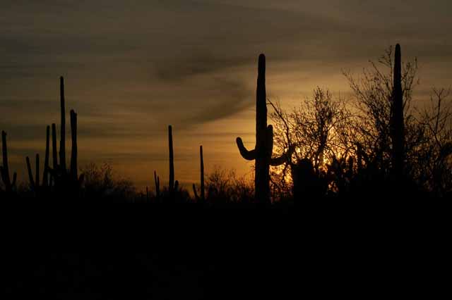 in the Saguaro National Park West